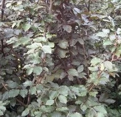 Rode Beukenboom (Fagus Sylvatica 'Atropunicea' ) 7 Rode Beukenboom (Fagus Sylvatica 'Atropunicea' ) -Groen Ziel Verkoop 20120214154608 18