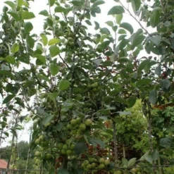 Sierappel (Malus 'Golden Hornet') 6 Sierappel (Malus 'Golden Hornet') -Groen Ziel Verkoop 20120214155108 12 1