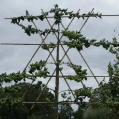 Sierappel Als Leiboom (Malus 'Rudolf')