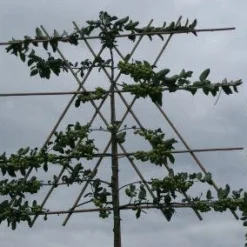 Sierappel Als Leiboom (Malus 'Evereste') 10 Sierappel Als Leiboom (Malus 'Evereste') -Groen Ziel Verkoop 20120214155851 8