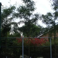 Geelbladige Christusdoorn (Gleditsia Triacanthos 'Sunburst') 21 Geelbladige Christusdoorn (Gleditsia Triacanthos 'Sunburst') -Groen Ziel Verkoop 20120217133230 13