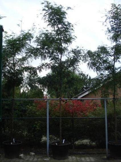 Geelbladige Christusdoorn (Gleditsia Triacanthos 'Sunburst') 7 Geelbladige Christusdoorn (Gleditsia Triacanthos 'Sunburst') - Afbeelding 7