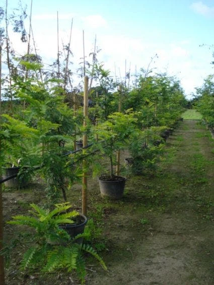 Geelbladige Christusdoorn (Gleditsia Triacanthos 'Sunburst') 3 Geelbladige Christusdoorn (Gleditsia Triacanthos 'Sunburst') - Afbeelding 3