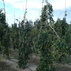 Treurbeuk (Fagus Sylvatica 'Pendula') 9 Treurbeuk (Fagus Sylvatica 'Pendula') -Groen Ziel Verkoop 20120217134533 14