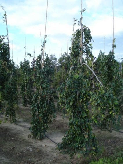 Treurbeuk (Fagus Sylvatica 'Pendula') 4 Treurbeuk (Fagus Sylvatica 'Pendula') - Afbeelding 4