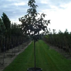 Zakdoekjesboom (Davidia Involucrata) 8 Zakdoekjesboom (Davidia Involucrata) -Groen Ziel Verkoop 20120217140527 5 1