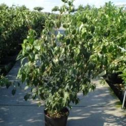 Japanse Kornoelje (Cornus Kousa) 10 Japanse Kornoelje (Cornus Kousa) -Groen Ziel Verkoop 20120218102230 60 12