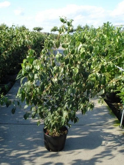 Japanse Kornoelje (Cornus Kousa) 3 Japanse Kornoelje (Cornus Kousa) - Afbeelding 3