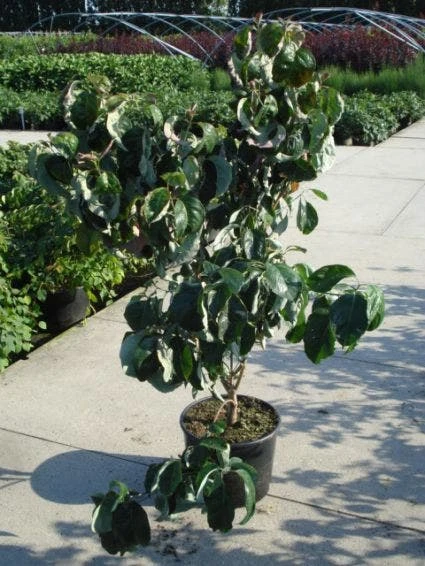 Amerikaanse Kornoelje (Cornus Florida 'Rubra') 3 Amerikaanse Kornoelje (Cornus Florida 'Rubra') - Afbeelding 3