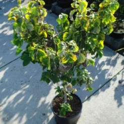 Kornoelje Op Stam (Cornus Florida 'Rainbow') -Groen Ziel Verkoop 20120218102340 1