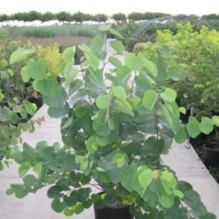 Judasboom Als Struik (Cercis Siliquastrum) 10 Judasboom Als Struik (Cercis Siliquastrum) -Groen Ziel Verkoop 20120218104413 8