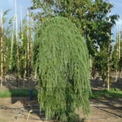 Treurceder (Cedrus Deodara 'Pendula') -Groen Ziel Verkoop 20120218104745 13 1