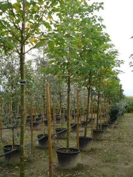 Papiermoerbei (Broussonetia Papyrifera) 2 Papiermoerbei (Broussonetia Papyrifera) - Afbeelding 2