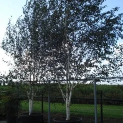 Witte Berk (Betula Utilis 'Doorenbos') 9 Witte Berk (Betula Utilis 'Doorenbos') -Groen Ziel Verkoop 20120218105955 14 1