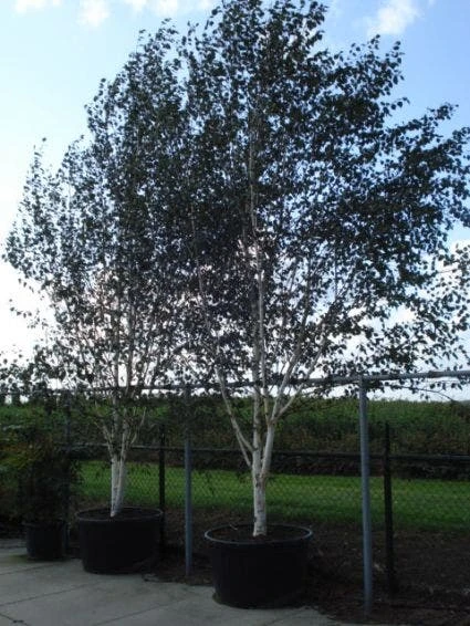 Witte Berk (Betula Utilis 'Doorenbos') 5 Witte Berk (Betula Utilis 'Doorenbos') - Afbeelding 5