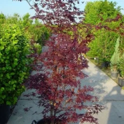 Japanse Esdoorn (Acer Palmatum 'Atropurpureum') 21 Japanse Esdoorn (Acer Palmatum 'Atropurpureum') -Groen Ziel Verkoop 20120219161852 9