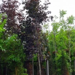 Rode Esdoorn (Acer Platanoides 'Crimson King') 14 Rode Esdoorn (Acer Platanoides 'Crimson King') -Groen Ziel Verkoop 20120220093721 18 1