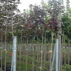 Rode Esdoorn (Acer Platanoides 'Crimson King') 13 Rode Esdoorn (Acer Platanoides 'Crimson King') -Groen Ziel Verkoop 20120220093748 18 1