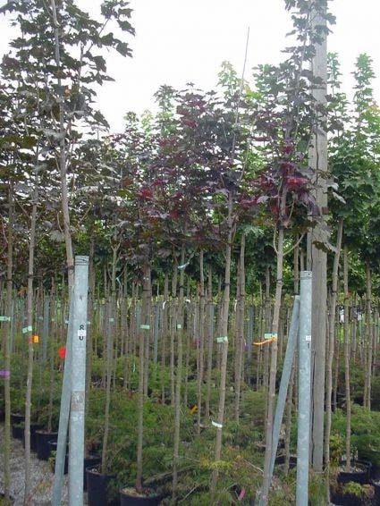 Rode Esdoorn (Acer Platanoides 'Crimson King') 4 Rode Esdoorn (Acer Platanoides 'Crimson King') - Afbeelding 4