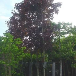 Rode Esdoorn (Acer Platanoides 'Crimson King') 12 Rode Esdoorn (Acer Platanoides 'Crimson King') -Groen Ziel Verkoop 20120220093817 18 1