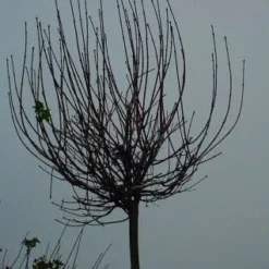 Bolesdoorn (Acer Platanoides 'Globosum') 14 Bolesdoorn (Acer Platanoides 'Globosum') -Groen Ziel Verkoop 20120220094356 22