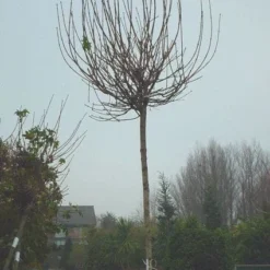 Bolesdoorn (Acer Platanoides 'Globosum') 13 Bolesdoorn (Acer Platanoides 'Globosum') -Groen Ziel Verkoop 20120220094413 22