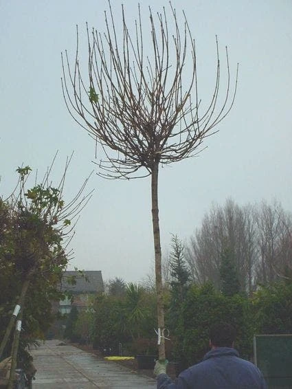 Bolesdoorn (Acer Platanoides 'Globosum') 3 Bolesdoorn (Acer Platanoides 'Globosum') - Afbeelding 3