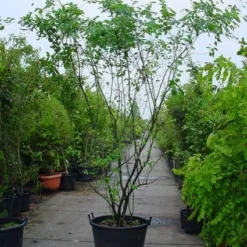 Krentenboom Als Struik (Amelanchier Lamarckii) 14 Krentenboom Als Struik (Amelanchier Lamarckii) -Groen Ziel Verkoop 20120220100746 13