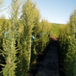 Zuilvormige Ceder (Cedrus Libani 'Fastigiata') -Groen Ziel Verkoop 20120220143559 10