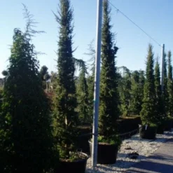 Zuilvormige Ceder (Cedrus Libani 'Fastigiata') -Groen Ziel Verkoop 20120220143621 11