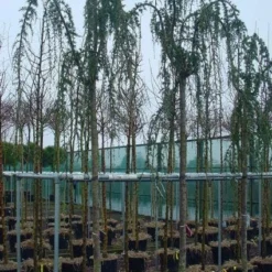 Treurceder Als Boom (Cedrus Libani 'Glauca Pendula') -Groen Ziel Verkoop 20120220143948 9