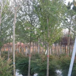 Judasboom (Cercis Siliquastrum) 15 Judasboom (Cercis Siliquastrum) -Groen Ziel Verkoop 20120220144824 10 2