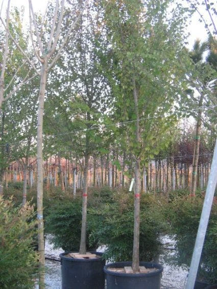 Judasboom (Cercis Siliquastrum) 7 Judasboom (Cercis Siliquastrum) - Afbeelding 7