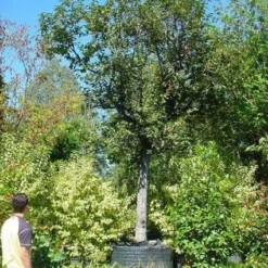 Kaki (Diospyros Kaki) -Groen Ziel Verkoop 20120220155112 8