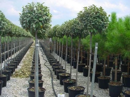 Olijfwilg Als Boom (Elaeagnus Pungens 'Maculata') 4 Olijfwilg Als Boom (Elaeagnus Pungens 'Maculata') - Afbeelding 4