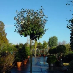 Olijfwilg Als Boom (Elaeagnus Pungens 'Maculata') 8 Olijfwilg Als Boom (Elaeagnus Pungens 'Maculata') -Groen Ziel Verkoop 20120220160432 8