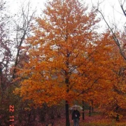 Rode Beukenboom (Fagus Sylvatica 'Atropunicea' ) 8 Rode Beukenboom (Fagus Sylvatica 'Atropunicea' ) -Groen Ziel Verkoop 20120220161602 18