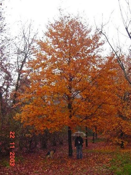 Rode Beukenboom (Fagus Sylvatica 'Atropunicea' ) 4 Rode Beukenboom (Fagus Sylvatica 'Atropunicea' ) - Afbeelding 4