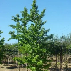 Japanse Notenboom (Ginkgo Biloba) -Groen Ziel Verkoop 20120220162600 10 1