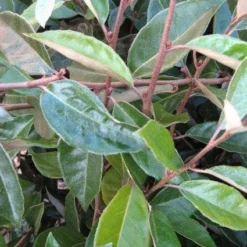 Olijfwilg Als Leiboom (Elaeagnus Ebbingei) -Groen Ziel Verkoop 20120225092954 2 1