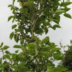 Papiermoerbei (Broussonetia Papyrifera) 6 Papiermoerbei (Broussonetia Papyrifera) -Groen Ziel Verkoop 20120821143622 5
