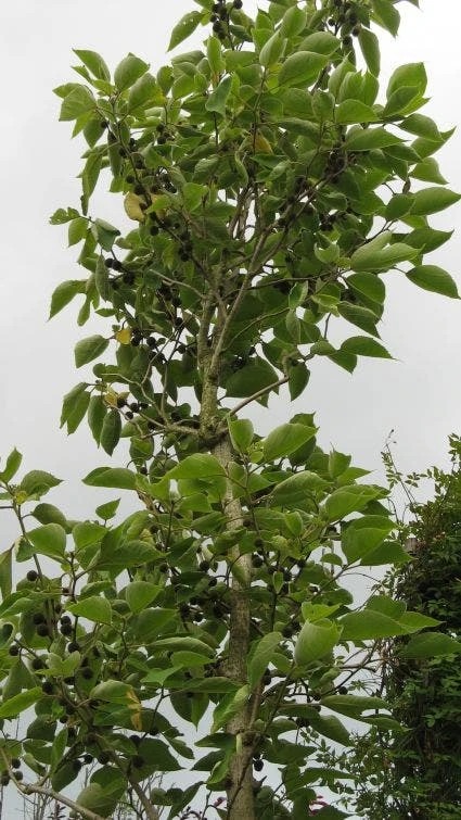 Papiermoerbei (Broussonetia Papyrifera) 3 Papiermoerbei (Broussonetia Papyrifera) - Afbeelding 3