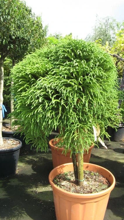 Sikkelden Op Stam (Cryptomeria Japonica 'Globosa Nana') 1 Sikkelden Op Stam (Cryptomeria Japonica 'Globosa Nana')