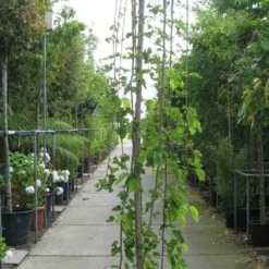 Moerbei Als Treurboom (Morus Alba 'Pendula')