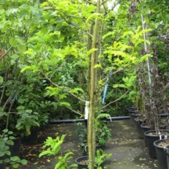 Geelbladige Christusdoorn (Gleditsia Triacanthos 'Sunburst') 24 Geelbladige Christusdoorn (Gleditsia Triacanthos 'Sunburst') -Groen Ziel Verkoop 20120824105054 35 7