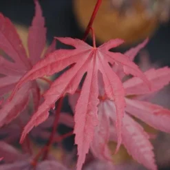 Groen Ziel Verkoop -Groen Ziel Verkoop 20121003154404 12