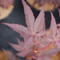 Japanse Esdoorn (Acer Palmatum 'Bloodgood') -Groen Ziel Verkoop 20121003154430 12