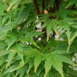 Japanse Esdoorn (Acer Palmatum 'Sangokaku') 19 Japanse Esdoorn (Acer Palmatum 'Sangokaku') -Groen Ziel Verkoop 20121003155550 9