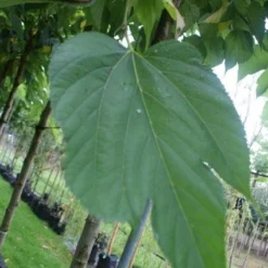 Dakmoerbei (Morus Alba 'Macrophylla') 17 Dakmoerbei (Morus Alba 'Macrophylla') -Groen Ziel Verkoop 20121009162133 9 1