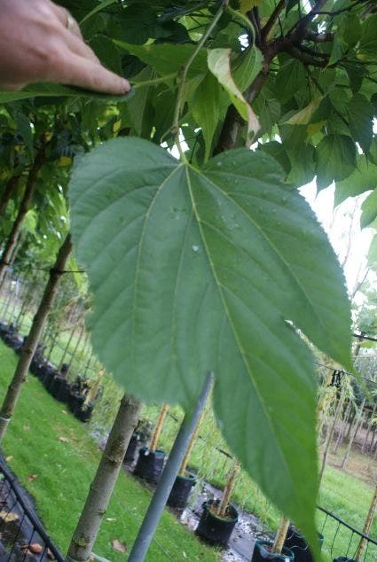 Dakmoerbei (Morus Alba 'Macrophylla') 3 Dakmoerbei (Morus Alba 'Macrophylla') - Afbeelding 3